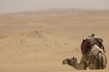 Dromedary Camel standing in front of the desert