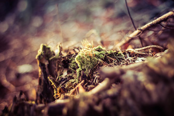 Wald und Moos