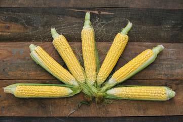Young corn dairy ripeness, food varieties grown on an ecological farm away from the city, roads, factory emissions