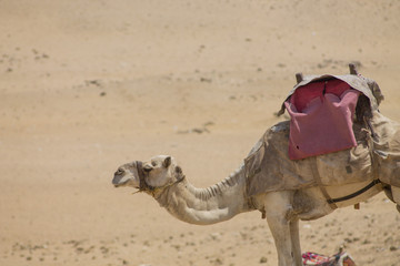 Closeup of a camel in the desert