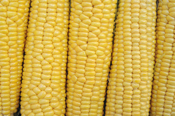 Young corn dairy ripeness, food varieties grown on an ecological farm away from the city, roads, factory emissions