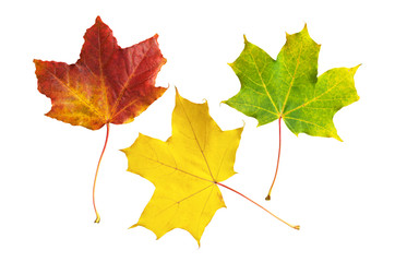 Maple leaves isolated