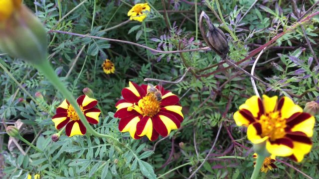 Tagetes Studentenblume mit Biene