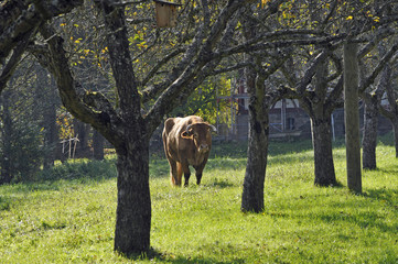 bulle im freilichtmuseum bad-sobernhein