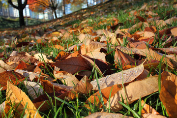 Fall leaves on the grass
