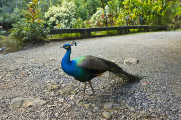 Obraz premium Peacock