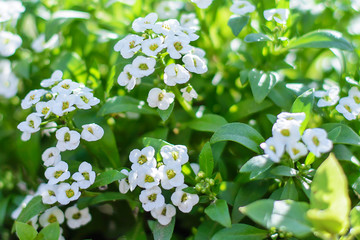 Background of white small flowers