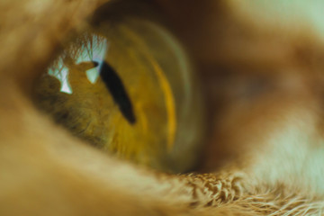 Macro cats eye 