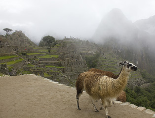 Alpacas at Machu Picchu