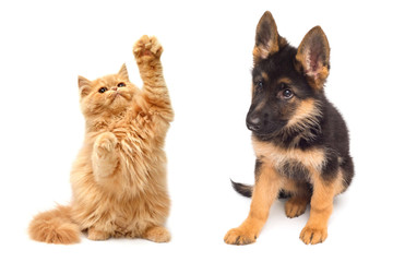 Persian kitten attacking the paws of German Shepherd puppy close-up isolated on a white background.  Set pets Dog and Cat are played