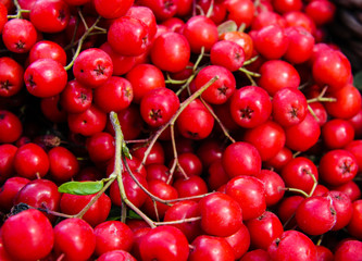 Ripe ashberry on a wooden table
