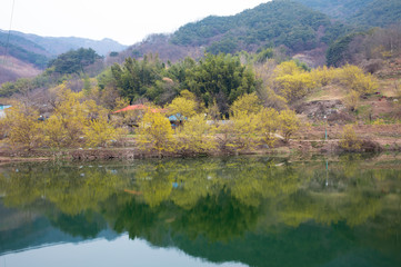 산수유 꽃이 피는 마을