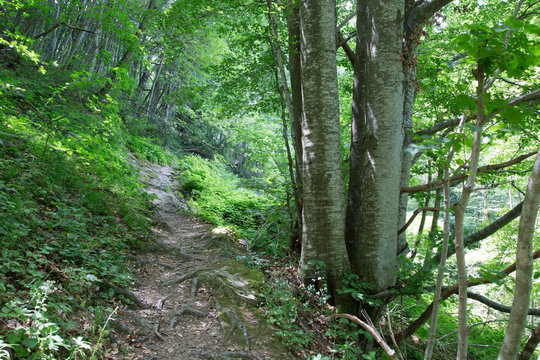 Sentiero, valle della Volpara, Umito, estate 