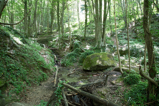 Sentiero, valle della Volpara, Umito, estate 