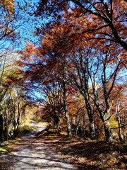 panorama autunno foresta alberi natura foglie
