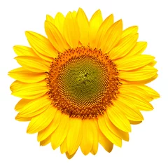 Poster Flower of sunflower isolated on white background. Seeds and oil. Flat lay, top view © Ian 2010