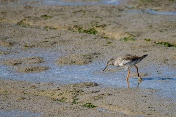 Redshank wild bird wader searching for food and preening on the sand edge of river sea estuary