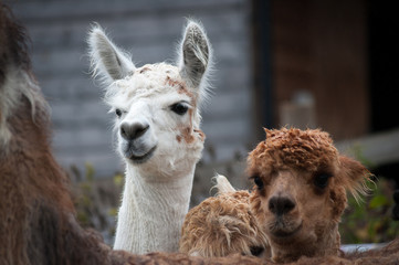 Obraz premium Alpacas