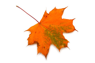 Autumn leaf maple isolated on white background. Falling foliage. Flat lay, top view, creative concept