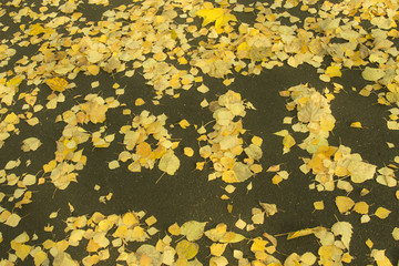 The word fall is made up of fallen leaves on the pavement
