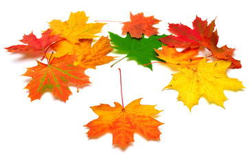 Autumn maple leaves isolated on white background. Falling foliage. Flat lay, top view, creative concept