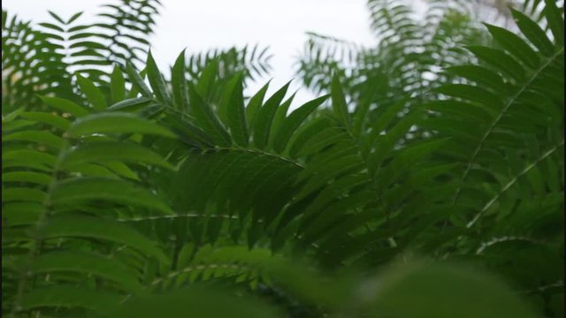 The green leaves of the fern sway under the wind in the botanical garden