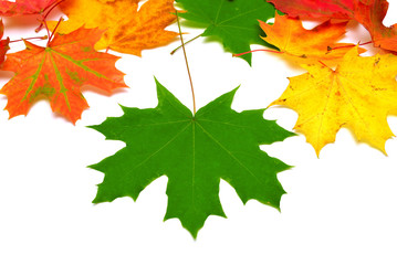 Autumn maple leaves isolated on white background. Falling foliage. Flat lay, top view, creative concept