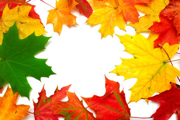 Autumn maple leaves isolated on white background. Falling foliage. Flat lay, top view, creative concept. Frame, space for text
