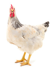 White hen isolated.