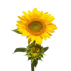 Flower of sunflower with a bud isolated on white background. Seeds and oil. Flat lay, top view