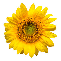 Flower of sunflower isolated on white background. Seeds and oil. Flat lay, top view