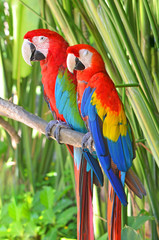 Two bright parrots Ara in the jungle.