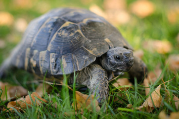 Spur-thighed Tortoise (Testudo graeca)