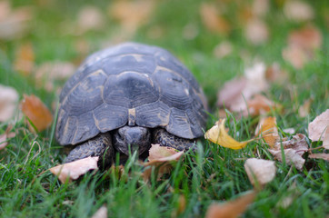 Spur-thighed Tortoise (Testudo graeca)