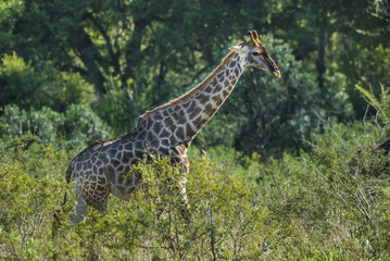 Giraffe South Africa © foto4440