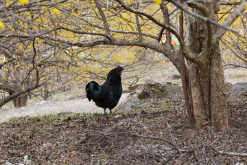 꽃을 좋아하는 닭과 새