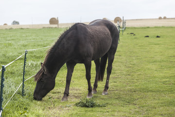 Naklejka premium A dark horse in the green field