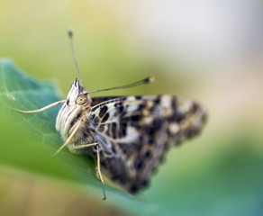 Painted Lady Macro
