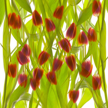 Group of Tulips