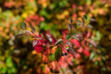 Autumn forest
