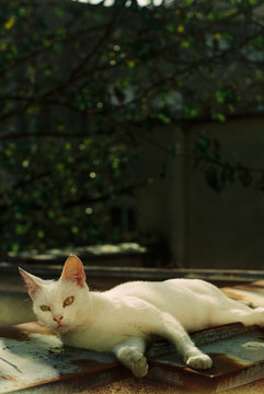 A white cat