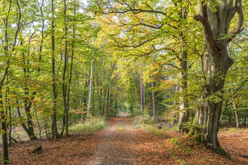 herbstlicher wald