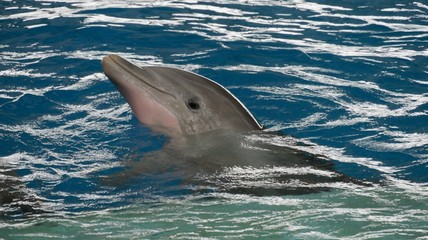 Delphin © Erika