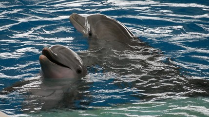 Delphin