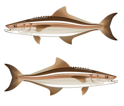 Cobia game fish vector illustration