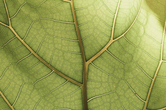 Closeup Of Brightly Green Spring Leaf From Below