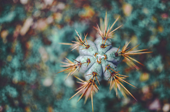 San Pedro cactus - top view