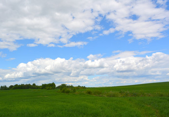 beautiful natural landscape: green field and blue sky with white clouds sunny day, nature