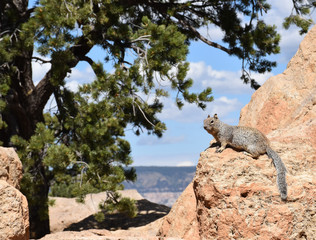 Grand Canyon Squirrel