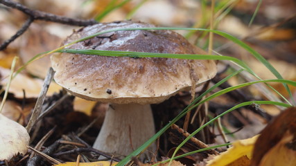 White mushroom growing in the forest. Gathering of mushrooms